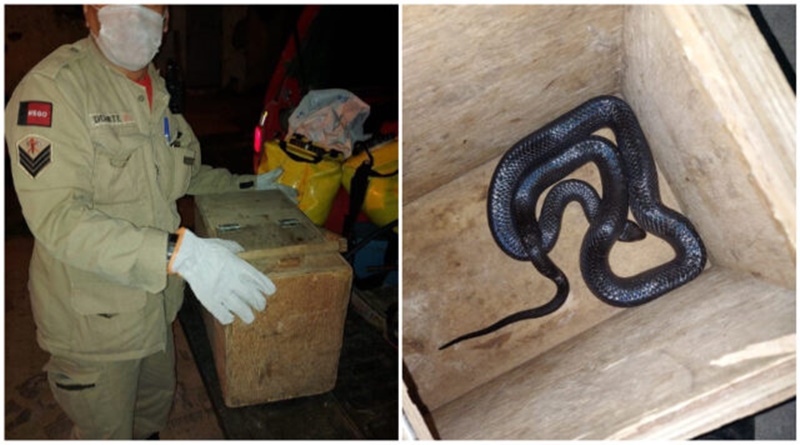 Bombeiros capturam serpente selvagem no bairro Jatobá em Patos