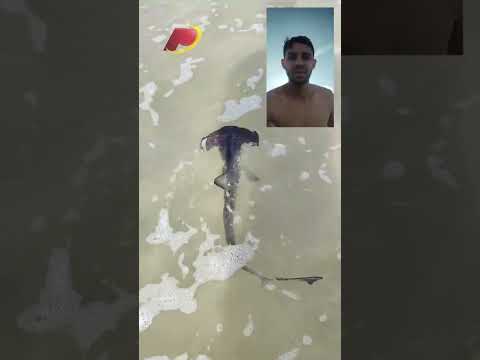 Família de Patos que mora em São Paulo encontra filhote de tubarão durante visita à praia de Itaguá