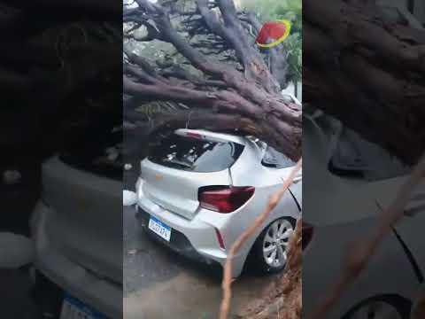 Carro é atingido por árvore após forte chuva acompanhada de ventos em Patos