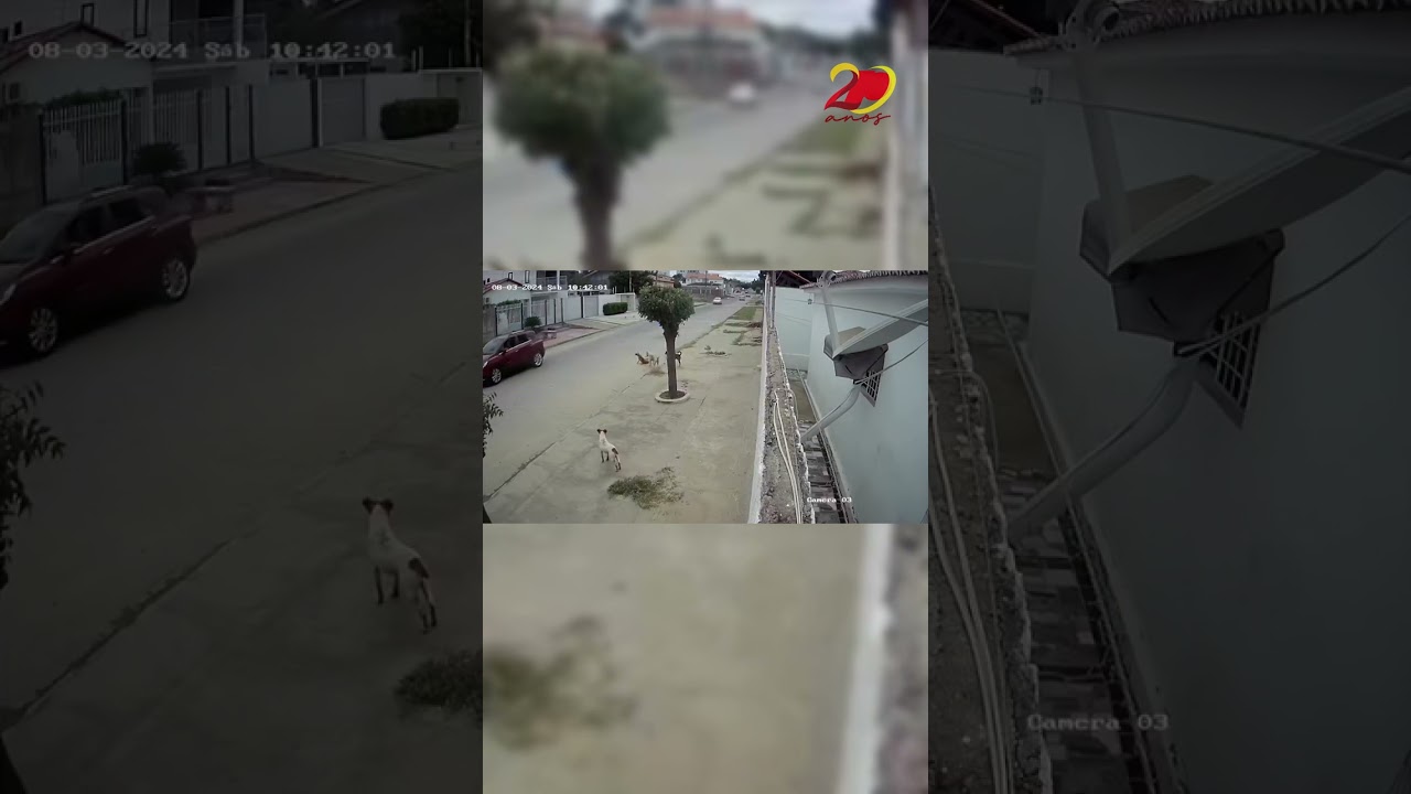 Cadela de rua morre após ser atingida por veículo no bairro da Maternidade, em Patos