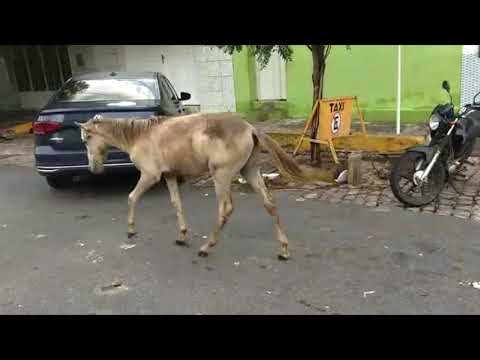 Cavalo passeia livremente pelas ruas no Centro de Patos
