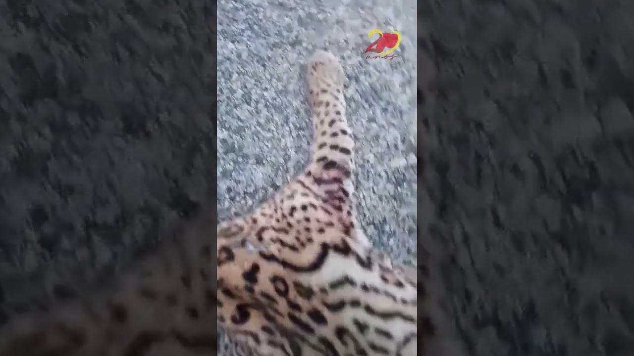 Espécie quase em extinção, gato-maracajá é encontrado morto na Serra de Santa Luzia