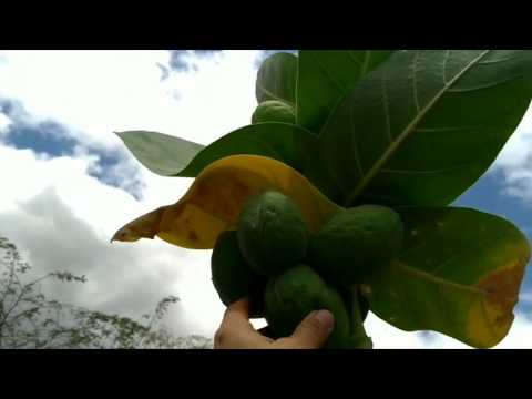 EXPEDIÇÃO AO PÉ DE SERRA SÃO JOSÉ - SANTA TEREZINHA-PB