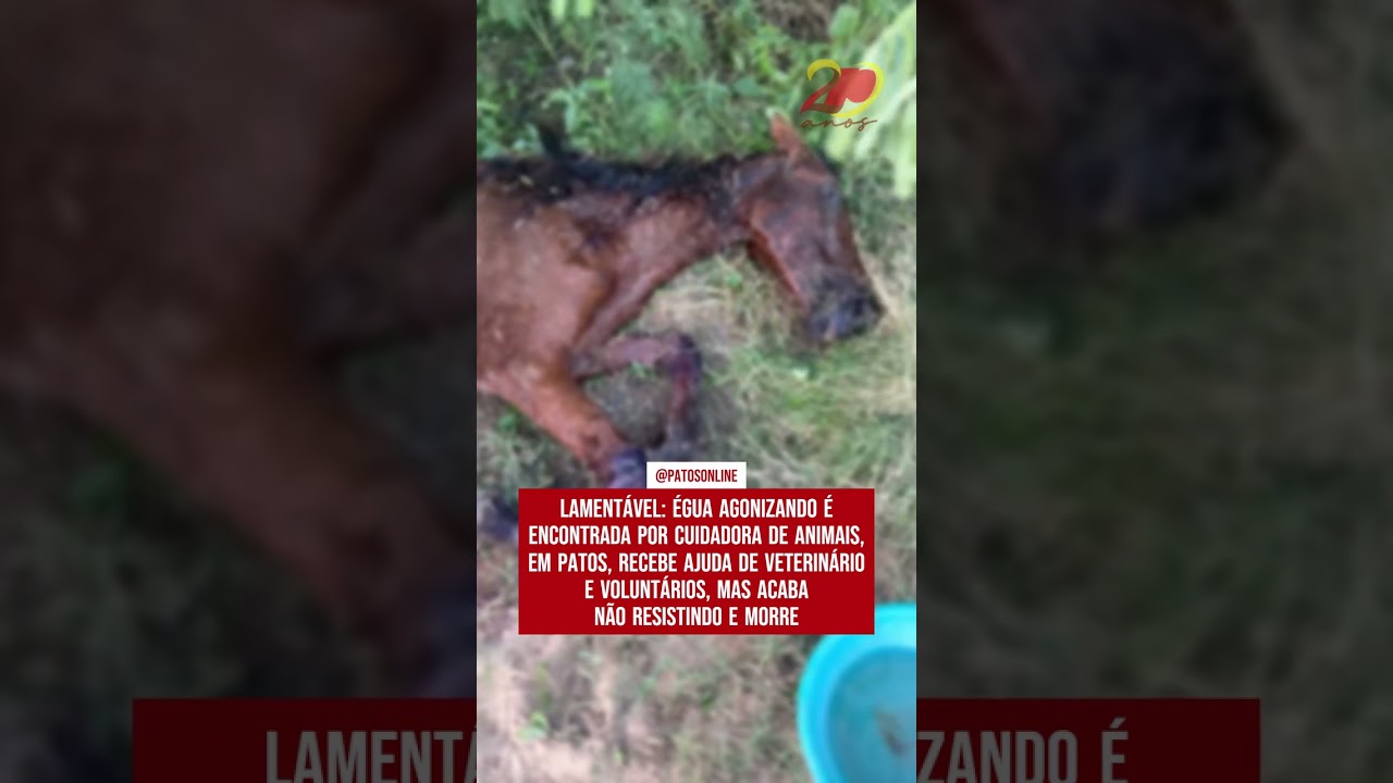 Égua é encontrada em Patos, recebe ajuda de veterinário e voluntários, mas não resiste e morre