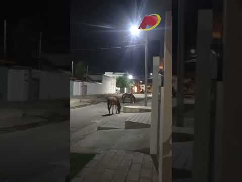 Morador relata indignação com cavalos soltos no período da noite, que estão causando transtornos