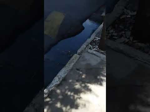 Moradores registram cano estourado derramando água limpa há vários dias