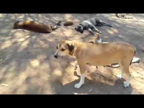 EM PATOS: 90 CÃES PODERÃO FICAM SEM ABRIGO