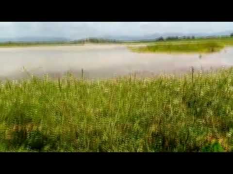 SERTÃO APÓS CHUVAS DE FEVEREIRO DE 2019