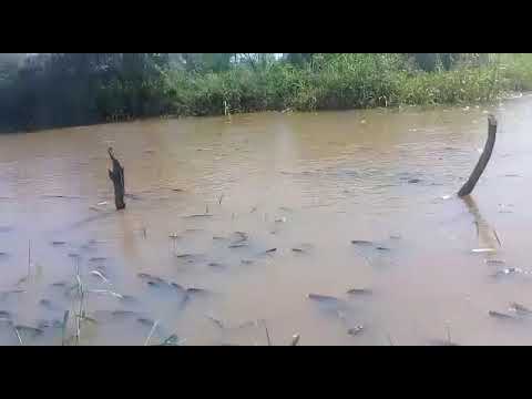 Milhares de curimatãs agonizam nas águas novas da barragem da Farinha em Patos. Veja o vídeo