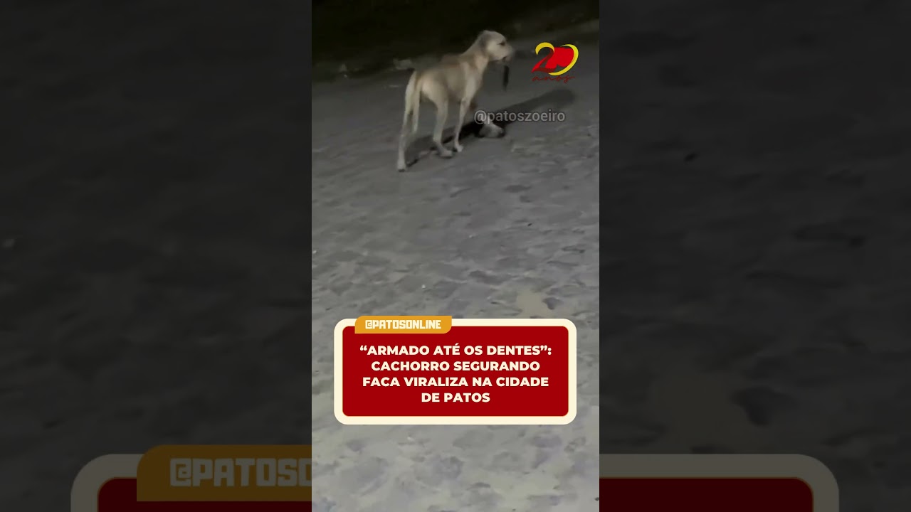 Cachorro segurando faca viraliza na cidade de Patos