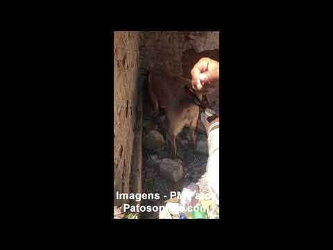 CÃO FAREJADOR ENCONTRA DROGA ESCONDIDA NA RUA DO MEIO EM PATOS