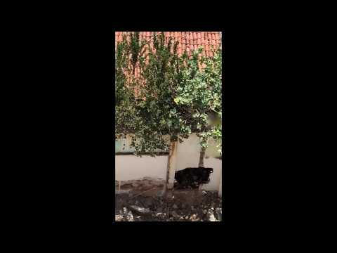 Moradores denunciam jovens supostamente consumindo droga em plena luz do dia no centro de Patos