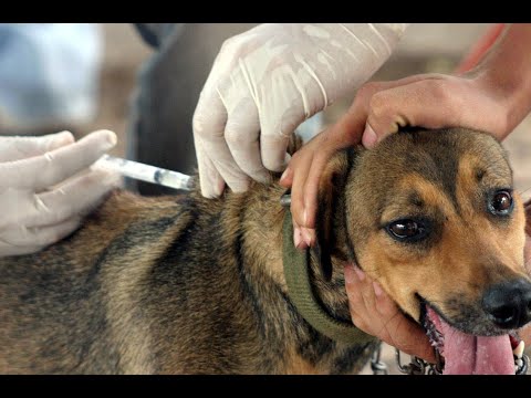 Médico veterinário alerta donos de cães e gatos a levarem seus animais para vacinação antirrábica