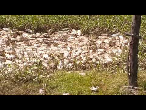 Mortandade de peixes é confirmada na Barragem da Farinha em Patos. Veja o vídeo