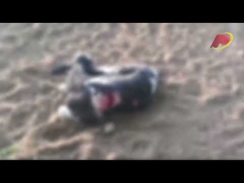 Moradores de Vista Serra relatam apreensão com recentes at@ques de cães a outros animais; veja vídeo