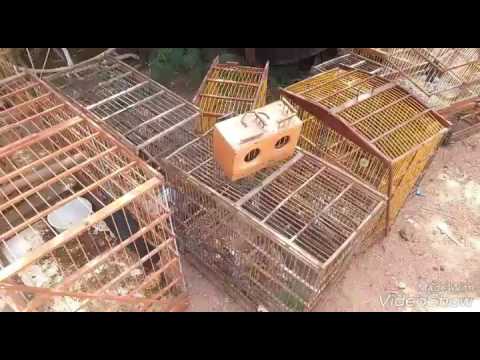 Batalhão Ambiental faz apreensão de pássaros em Patos - Patosonline.com