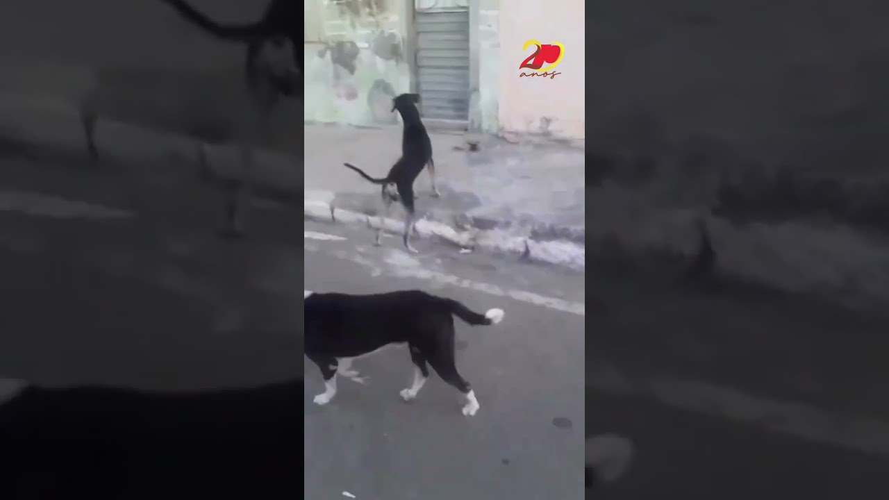 Bombeiros atendem ocorrência inusitada na cidade de Sousa-PB